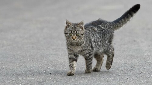 Campagne de stérilisation des chats errants