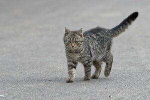 Campagne de stérilisation des chats errants